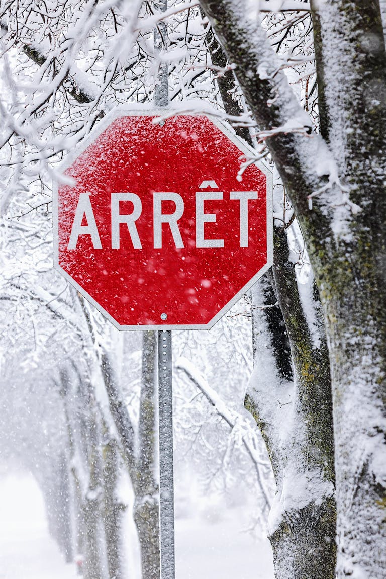 A stop sign covered in snow amidst winter trees, creating a serene and cold atmosphere.