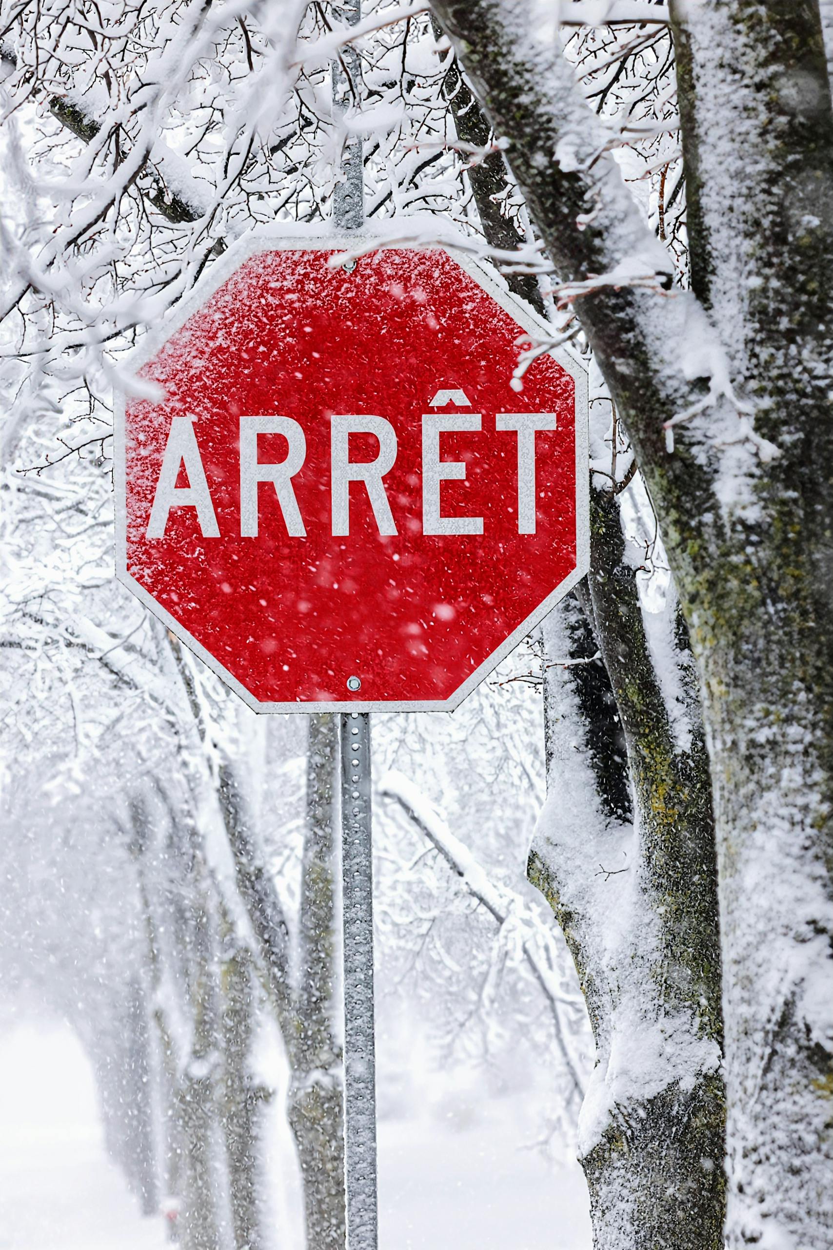 A stop sign covered in snow amidst winter trees, creating a serene and cold atmosphere.